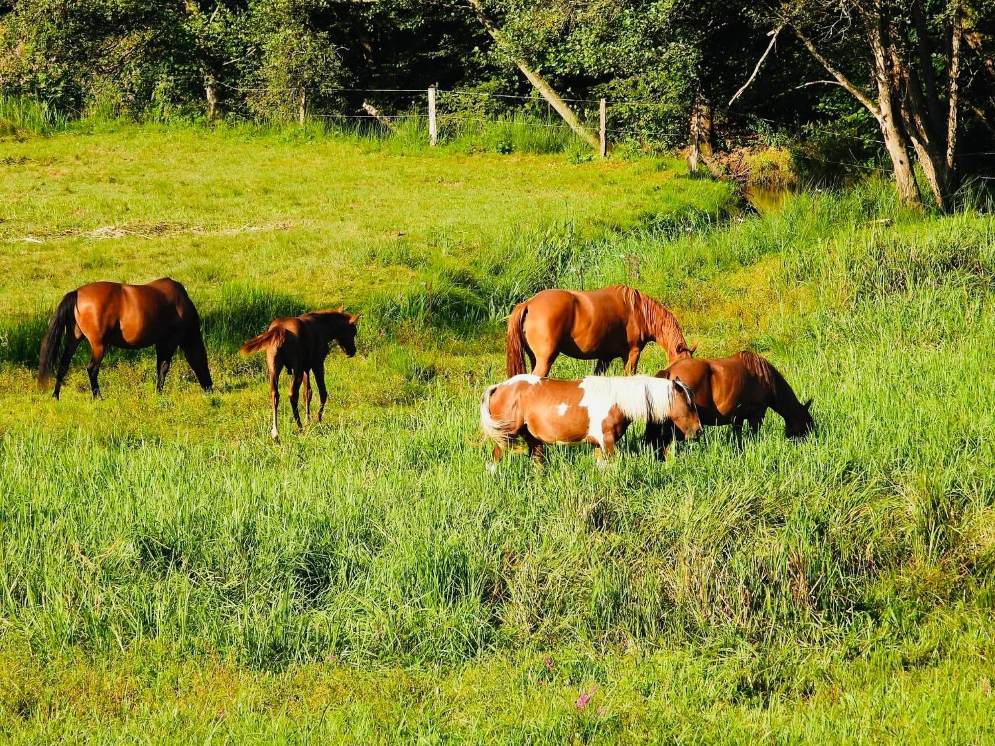 Maison D'Hotes En Pleine Nature Avec Chevaux Soucht المظهر الخارجي الصورة